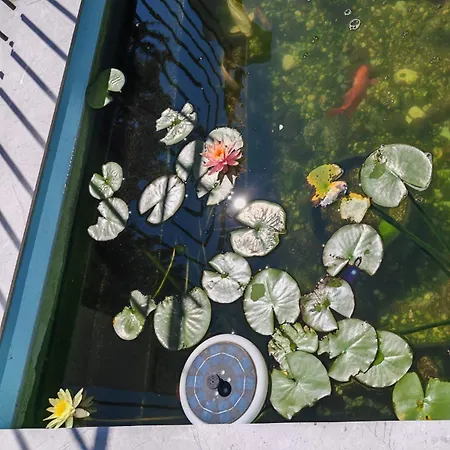 Гостевой дом Blue Lagoon Эфорие Норд